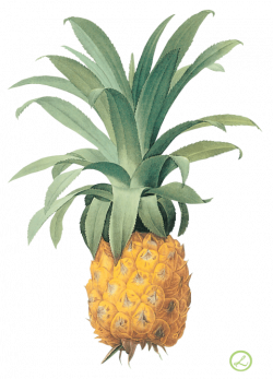 pineapple png - Free PNG Images | TOPpng