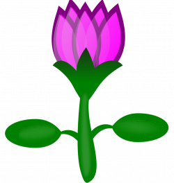 Lotus | Free Stock Photo | Illustration of a pink lotus flower | # 15480