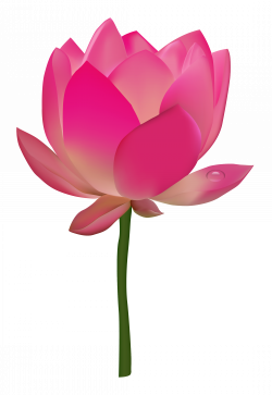 Lotus Flower PNG Image - PurePNG | Free transparent CC0 PNG Image ...