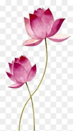 2019 的 Pink Lotus, Lotus Clipart, Pink, Lotus PNG ...