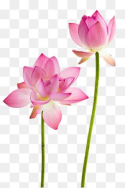 Lotus Flowers, Lotus Clipart, Flowers, Lotus PNG Transparent ...