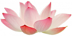 Light Pink Lotus by jeanicebartzen27 on DeviantArt