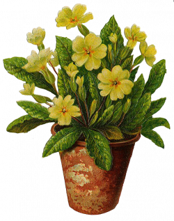 Flower Pot PNG Transparent Flower Pot.PNG Images. | PlusPNG