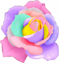 rose rainbow flower flowers pastel rosesfreetoedit...