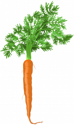 Carrot PNG Clip Art | Gallery Yopriceville - High-Quality Images ...
