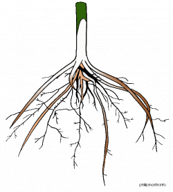 Flower Roots Cliparts | Free download best Flower Roots Cliparts on ...