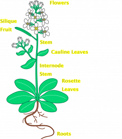 Flower Plant With Roots | Clipart Panda - Free Clipart Images