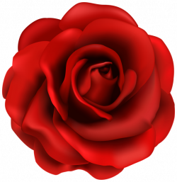 Red Rose Flower PNG Clipart Image | line art doodle | Pinterest ...