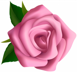 Soft Pink Rose Clipart PNG Image | Gallery Yopriceville - High ...