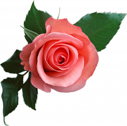 Pink Rose Png Flower Clipart
