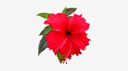 Hibiscus Clipart Png - Shoe Flower Clip Art Transparent PNG ...