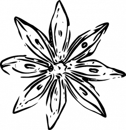 28+ Collection of White Flower Drawing Png | High quality, free ...