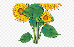 Plant Clipart Summer - Sun Flowers Clip Art - Png Download ...