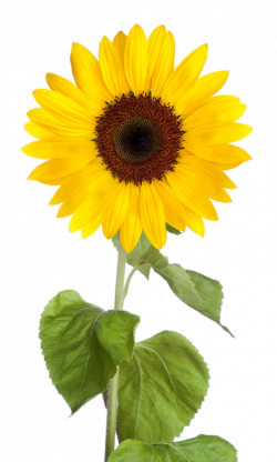 Sunflower Clipart png images with transparent background