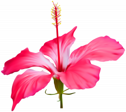 Hibiscus Flower Transparent PNG Clip Art | Gallery Yopriceville ...