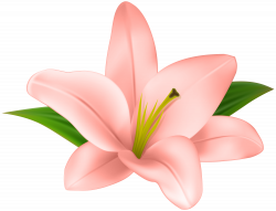 Lilly Flower Transparent Clip Art | Gallery Yopriceville - High ...