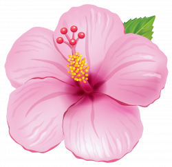 Pink Exotic Flower PNG Clipart Picture | Gallery Yopriceville ...