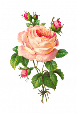 Antique Images: Flower Scrapbooking Pink Rose with Buds Vintage ...