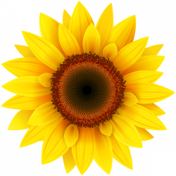 Sunflower PNG Clipart Picture | Clipart | Pinterest | Sunflowers ...