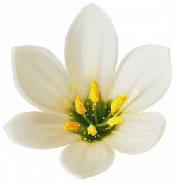 White Flower PNG Clipart Image | lilyum | Pinterest | Clipart images ...