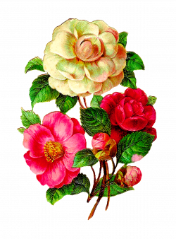 Afbeeldingsresultaat voor vintage flowers illustration | Pictures I ...