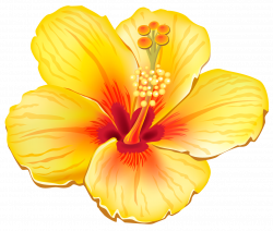 Yellow Exotic Flower PNG Clipart Picture | Gallery Yopriceville ...