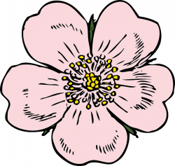 Free Image on Pixabay - Apple Blossom, Flower, Rose, Plant ...