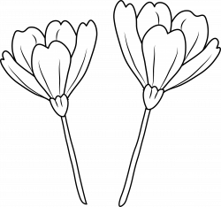 Poppy Flowers Coloring Page - Free Clip Art