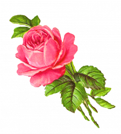 pink rose clip art | Scrapbook: Scrap | Pinterest | Pink roses, Clip ...