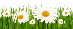 Grass and White Flowers PNG Clipart | Gallery Yopriceville - High ...