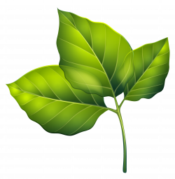 Three Green Leaves PNG Clipart Image | Gallery Yopriceville - High ...