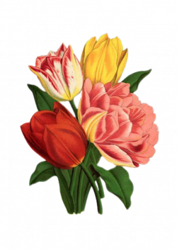 Free Image on Pixabay - Tulip, Rose, Vintage, Bouquet | Pinterest ...