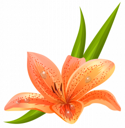 Orange Lilium PNG Clipart Picture | flowers | Pinterest | Lilium and ...