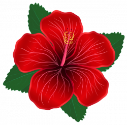 Red Flower PNG Clipart Image | Clip Art | Pinterest | Clipart images ...