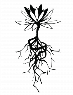 Flower Roots Drawing at GetDrawings.com | Free for personal use ...