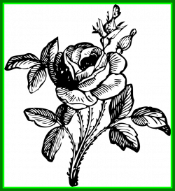 Stunning Of In Black And White Voilliov Pics Flower Drawing Clipart ...