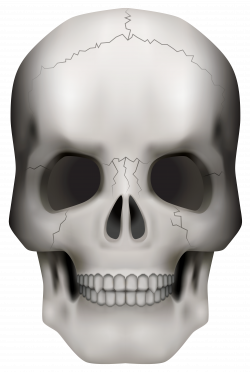 Skull PNG Clipart Image | Gallery Yopriceville - High-Quality ...