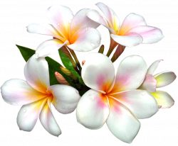 White Large PNG Flower Clipart | ✪ Clipart ✪ | Pinterest | Flower ...