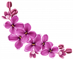 Spring Flowers Transparent PNG Pictures - Free Icons and PNG Backgrounds