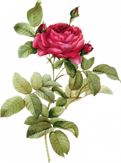 Flower-Clipart-Vintage-Buds.png (757×1024) | CLIPART (VINTAGE ...