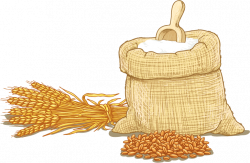 Wheat flour Wheat flour Cereal Clip art - Agricultural wheat 727*475 ...