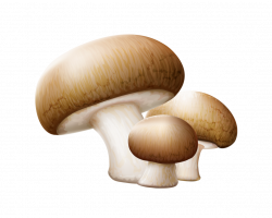 Common mushroom Edible mushroom Clip art - Three mushrooms 1076*864 ...