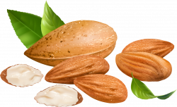 Almond PNG Transparent Free Images | PNG Only