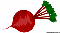 Vegetable Beetroot Clip art - beet 1280*720 transprent Png Free ...