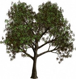 Forest Tree PNG Clipart | Tree Art | Pinterest | Picture tree and Free