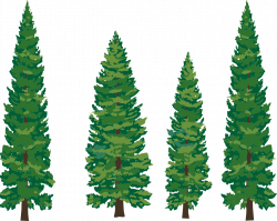 Pine Tree Clipart Png | Clipart Panda - Free Clipart Images