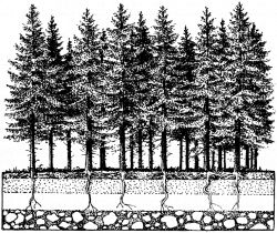 28+ Collection of Coniferous Forest Drawing | High quality, free ...