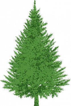 28+ Collection of Evergreen Tree Clipart Images | High quality, free ...
