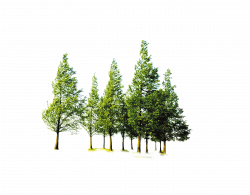 Tree Forest Computer file - Forest trees png download - 2056 ...