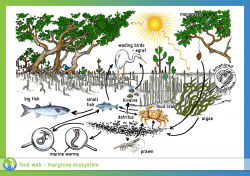 forest ecosystem food chain - Google Search | water farming ...